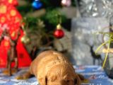 Anne Altindan Safkan Kirmizi Toy Poodle