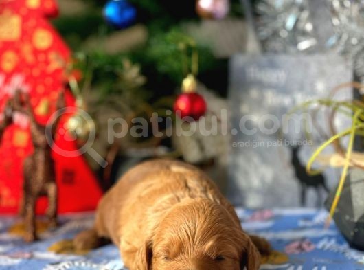 Anne Altindan Safkan Kirmizi Toy Poodle görsel