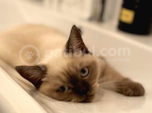 British Shorthair görsel