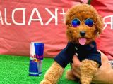 Red Toy Poodle Yavrularımız