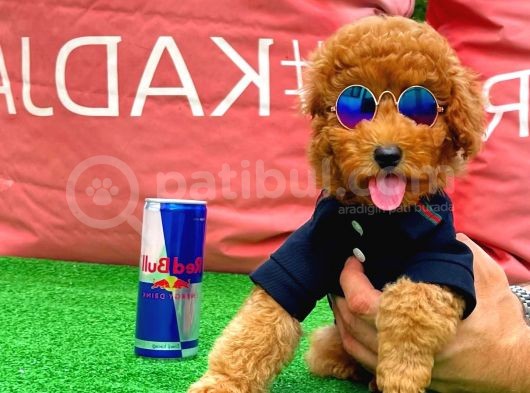 Red Toy Poodle Yavrularımız