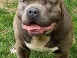 2 Aylik Ameri̇kan Bully Xl Erkek