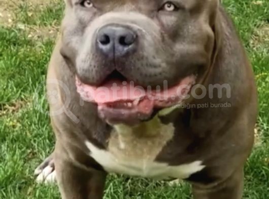2 Aylik Ameri̇kan Bully Xl Erkek görsel