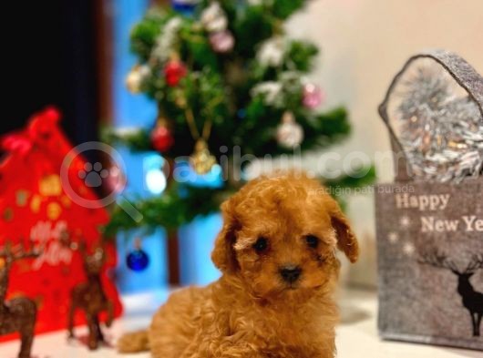 Teacup Kizimiz Yeni̇ Ai̇lesi̇ni̇ Bekli̇yor görsel