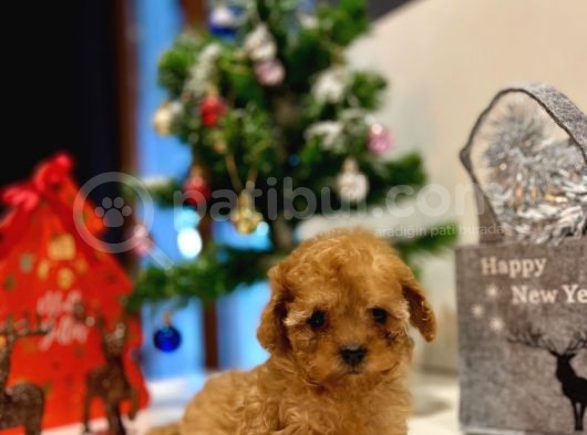 Teacup Kizimiz Yeni̇ Ai̇lesi̇ni̇ Bekli̇yor görsel