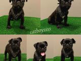 Black Pug Mops Dişi Yavrumuz