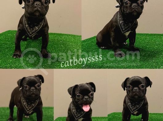 Black Pug Mops Dişi Yavrumuz