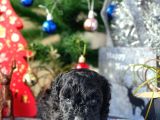 Si̇yah İnci̇ Mi̇ni̇ Toy Poodle Yavrular