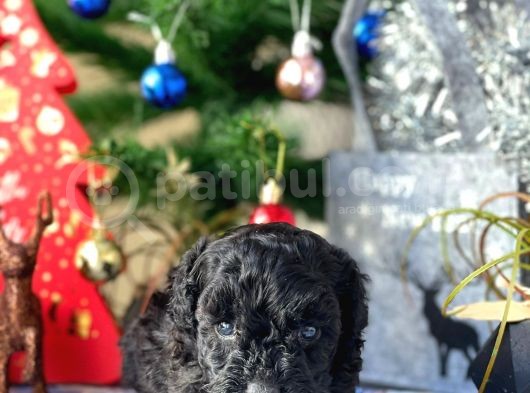 Si̇yah İnci̇ Mi̇ni̇ Toy Poodle Yavrular görsel
