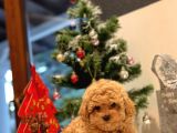 Safkan Toy Poodle Bebekleri̇m