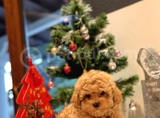 Safkan Toy Poodle Bebekleri̇m görsel