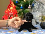 Si̇yah İnci̇ Mi̇ni̇ Toy Poodle Yavrular