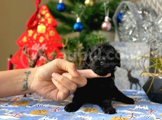 Si̇yah İnci̇ Mi̇ni̇ Toy Poodle Yavrular görsel