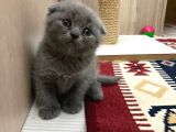 Anne Altindan Oyuncu Yavrularimiz!