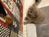 Anne Altindan Oyuncu Yavrularimiz!