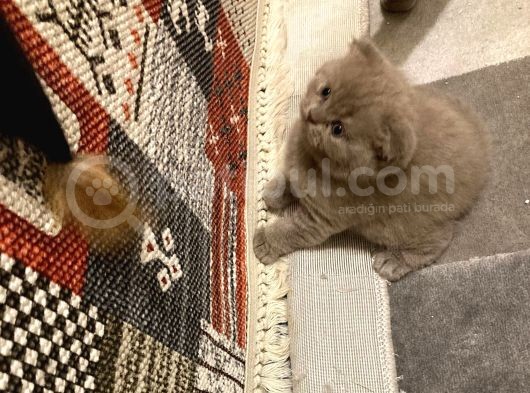 Anne Altindan Oyuncu Yavrularimiz! görsel