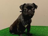 Black Pug Mops Dişi Yavrumuz