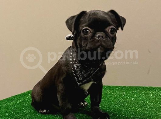 Black Pug Mops Dişi Yavrumuz görsel