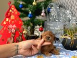 Anne Altindan Safkan Kirmizi Toy Poodle