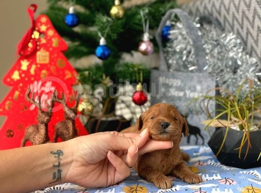 Anne Altindan Safkan Kirmizi Toy Poodle