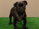 Black Pug Mops Dişi Yavrumuz
