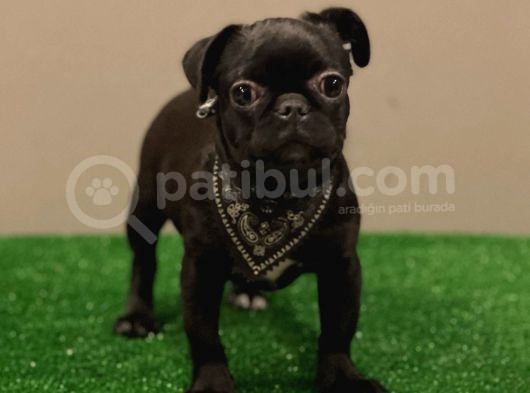 Black Pug Mops Dişi Yavrumuz görsel