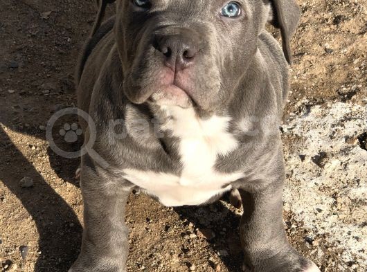 2 Aylik Ameri̇kan Bully Xl Erkek