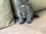 Orjinal British Shorthair Yavrumuz