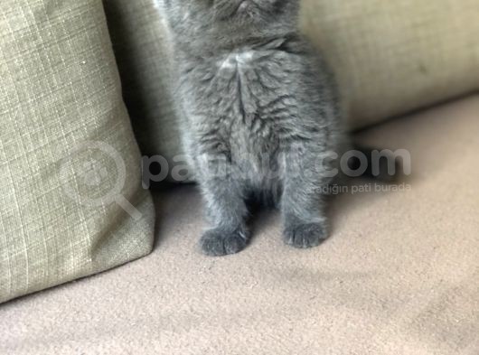 Orjinal British Shorthair Yavrumuz görsel