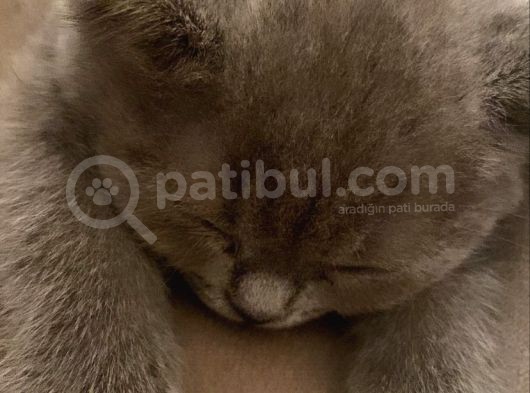 British Shorthair görsel