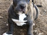 2 Aylik Ameri̇kan Bully Xl Erkek