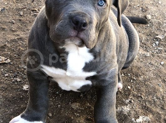 2 Aylik Ameri̇kan Bully Xl Erkek görsel