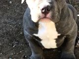 2 Aylik Ameri̇kan Bully Xl Erkek