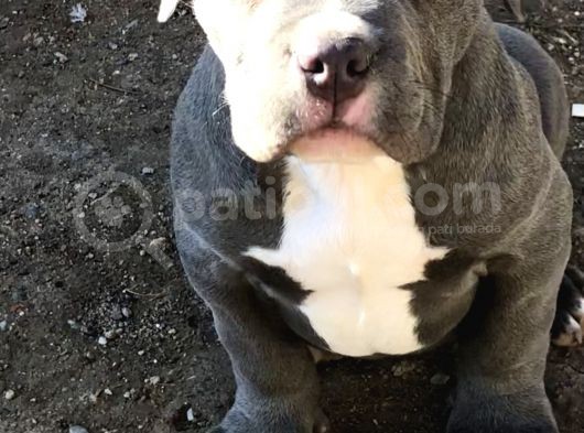 2 Aylik Ameri̇kan Bully Xl Erkek görsel