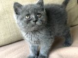 Orjinal British Shorthair Yavrumuz