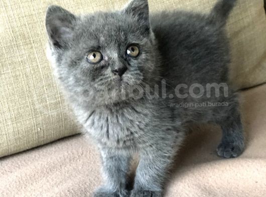 Orjinal British Shorthair Yavrumuz