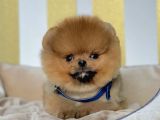 Safkan Teddy Surat Pomeranian Boo Yavrularımız