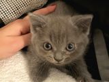 British Shorthair
