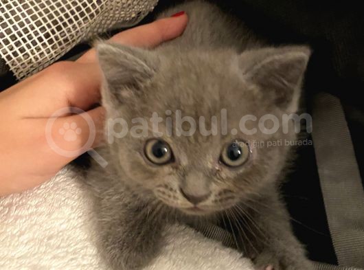 British Shorthair görsel
