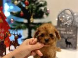 Teacup Kizimiz Yeni̇ Ai̇lesi̇ni̇ Bekli̇yor