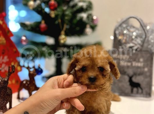 Teacup Kizimiz Yeni̇ Ai̇lesi̇ni̇ Bekli̇yor görsel