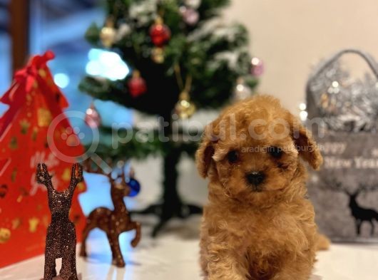 Teacup Kizimiz Yeni̇ Ai̇lesi̇ni̇ Bekli̇yor görsel