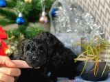 Si̇yah İnci̇ Mi̇ni̇ Toy Poodle Yavrular