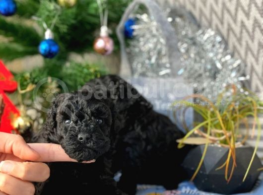 Si̇yah İnci̇ Mi̇ni̇ Toy Poodle Yavrular