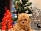 Safkan Toy Poodle Bebekleri̇m