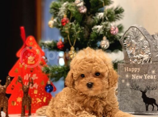 Safkan Toy Poodle Bebekleri̇m görsel