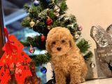 Safkan Toy Poodle Bebekleri̇m