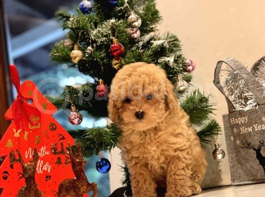 Safkan Toy Poodle Bebekleri̇m