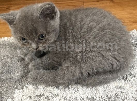 British Shorthair