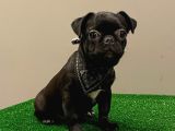 Black Pug Mops Dişi Yavrumuz